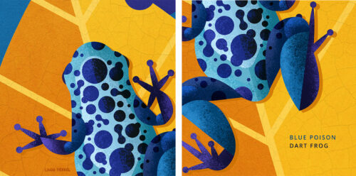 Blue poison dart frog #blueanimalchallenge